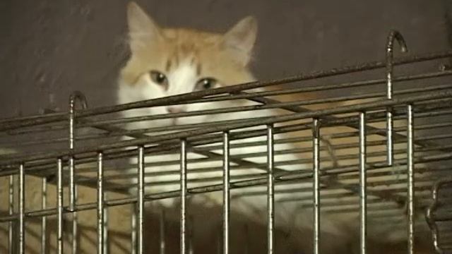Животные нуждаются в помощи