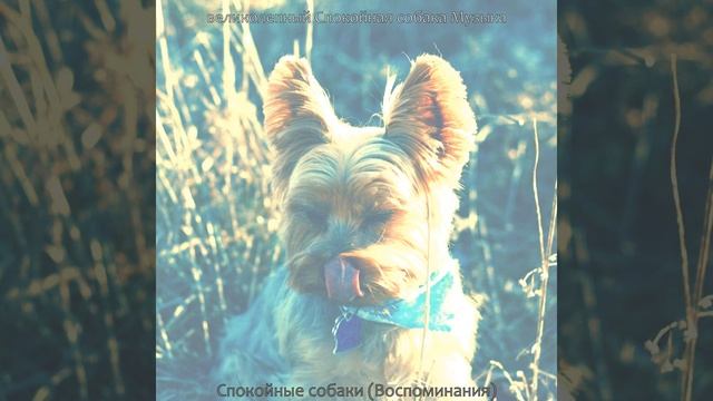Музыка (Фоновая Музыка)