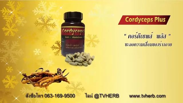 คอร์ดี้ เซ็ฟ พลัส Cordyceps Plus