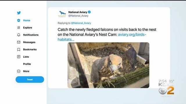 4 Young Peregrine Falcons Fledge At Pitt's Cathedral Of Learning