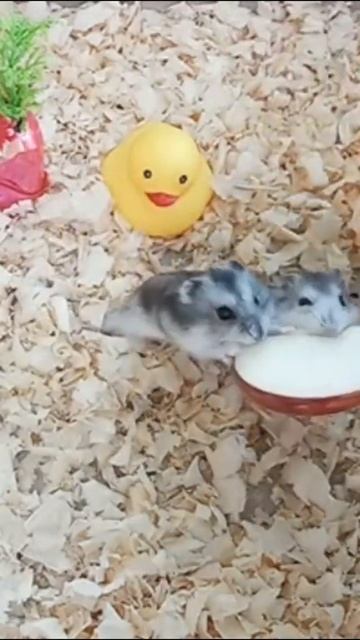 Cuties Twine Babies Hamster Eating The Biggest Apple   Funny Babies Hamster Eat Apple