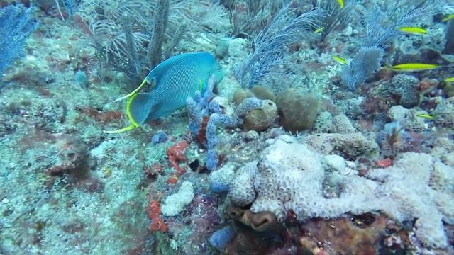 3/17/2024: A Blue Angelfish. Off West Palm Beach Fl