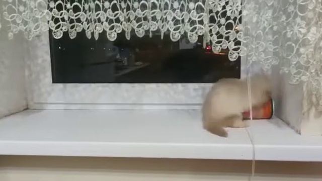 хорек бесится