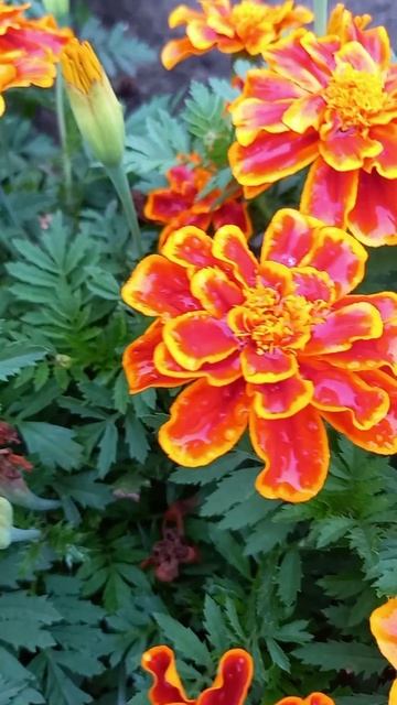 Пламя на клумбе! Это Дюранго Флейм!)