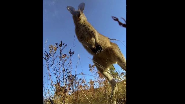 Kangaroo Crash