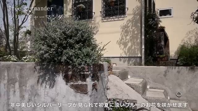 82.mp4