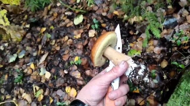 За грибами!Грибалка удалась!