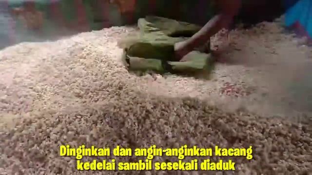 Praktikum Mikrobiologi || Pembuatan Tempe (Kapang Rhyzopus Oligosporus)