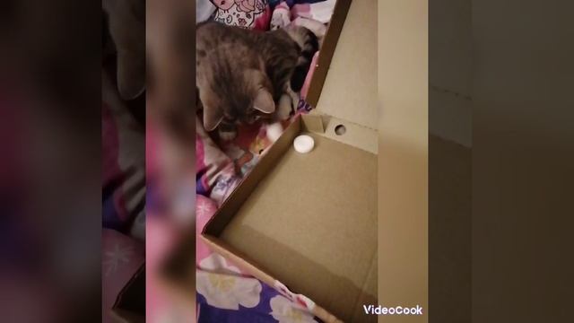 КОТ В ВЕТЕРИНАРНОЙ#РИЧАРД ИГРАЕТ СО СВЕЧКОЙ#КЛИНИКЕ АЛТАРНЫЙ ПЕНТАКЛЬ#CAT#STORY#TREND#VLOG#DREAM#TOP