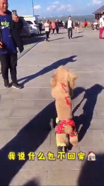 smart dog _42 #short