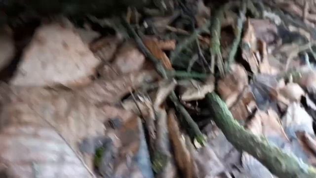 Вот какие грибы мы собрали в лесу