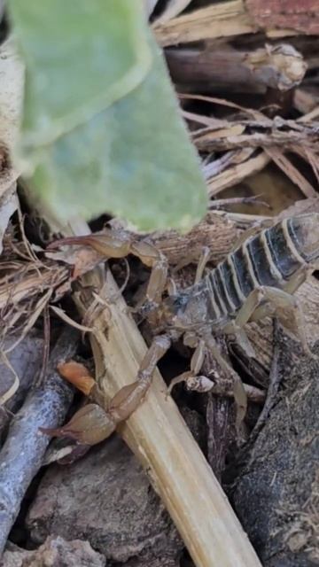 Meet Felipe, The High Desert Garden Outlaw. #Scorpion #HighDesert #susanville #lassencounty