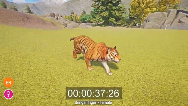 Male Bengal Tiger vs female Bengal Tiger Speed Races in Planet Zoo Male vs Female