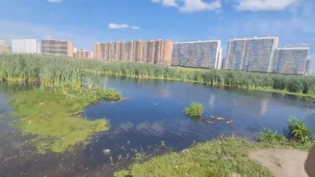 Крабик в Мурино. Что за краб в Петербурге?