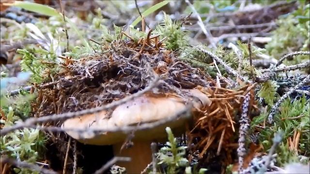 LABANORO GRYBAI / MUSHROOMS, FOREST,  RELAXING / HD - STARt