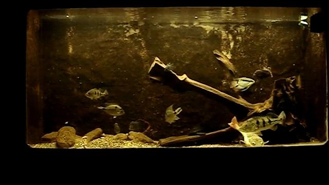 THANASIS76 GREECE AQUARIUM ( FEEDING PIECES OF FISH )