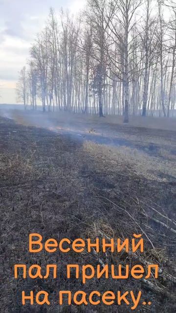 Весенний пал сухой травы пришел на пасеку.. Все обошлось без происшествий.