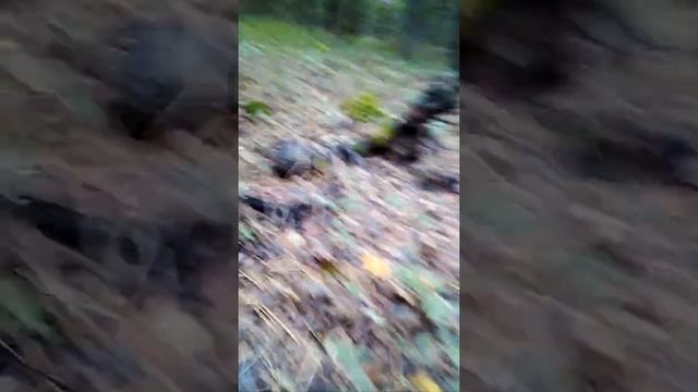 Собрали целый кулек грибов зонтиков 🍄 🍄