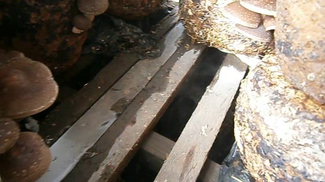"Курение" шиитаке
