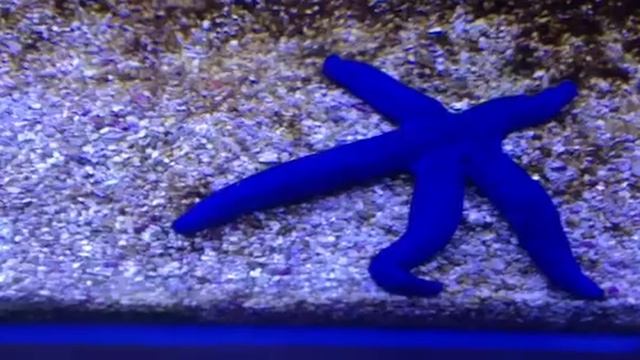 How to ensure your starfish don't get skinny