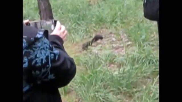 Пошли по грибы, встретили белочку
