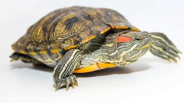 Red-cheeked turtle (Trachemys scripta elegans).