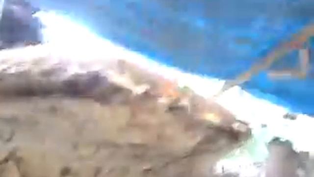 Jamur Terbesar di Cilacap.MP4