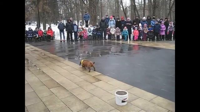 Дрессура Ховрино Масленица в Грачёвке