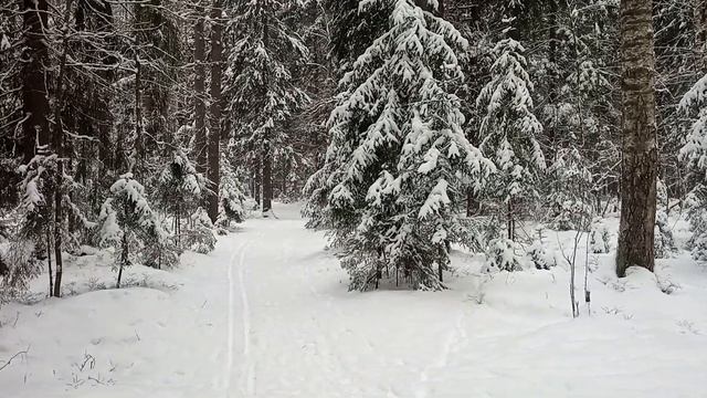 Наши страхи и  безопасность в лесу