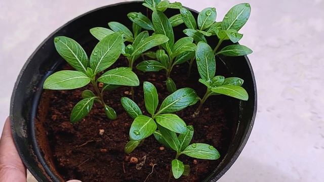 How to Grow Vinca from Seeds | Seeds to Flower Updates | Vinca Flowers