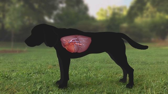 Heartworm Life Cycle for Pet Owners