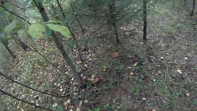 Прогулка за грибами