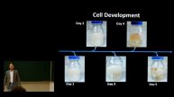Metabolic Flux Analysis of Rhizopus Oryzae with Citrate Addition