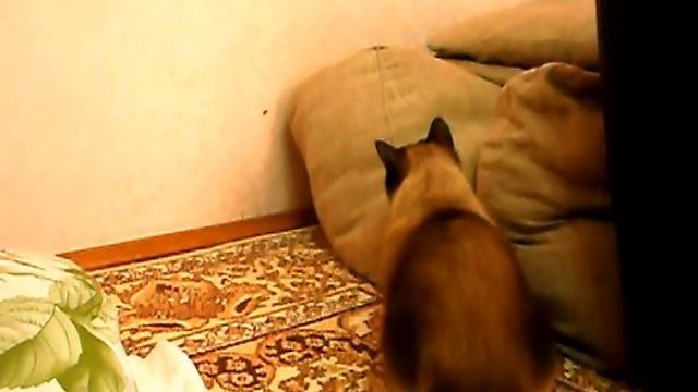 Смешное видео. Мухолов