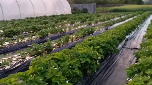 подкормка и состояние клубники на 6июня