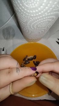 Выжимка из мраморного таракана для кормления стрижей