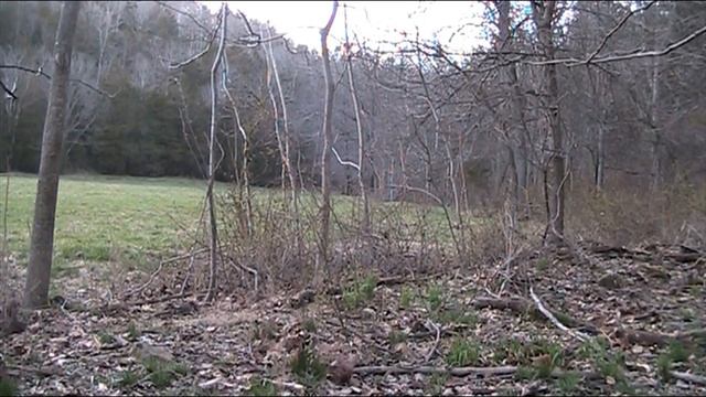 Daytime coyote hunting in Indiana