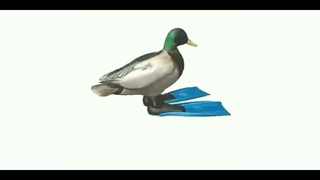 Утка невероятно флексит в ластах