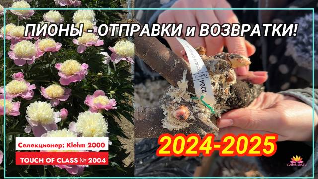 Вернувшаяся посылка с пионами. 4 месяца в пути! / Сад Ворошиловой