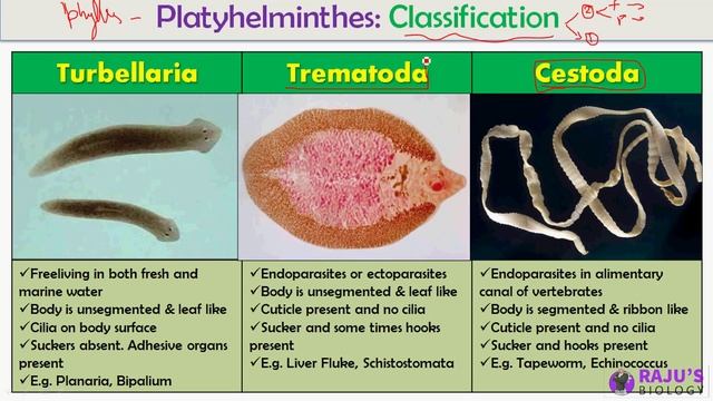 Classification of Platyhelminthes | Animal Kingdom in Tamil (15)