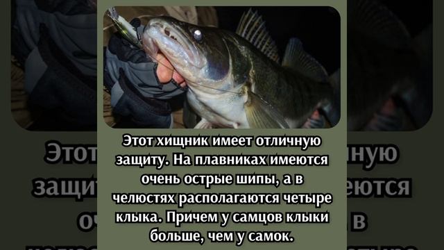 Факты о судаке