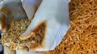 Cordyceps harvest