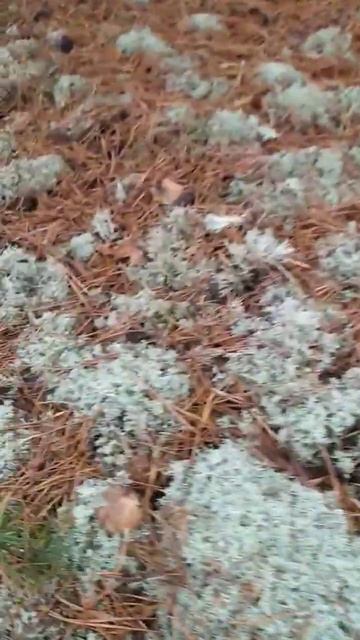 Гриби маслята!  Оленячий мох. Ягель. Mushrooms oiler! Гарні грибочки! #гриби2023 #shorts