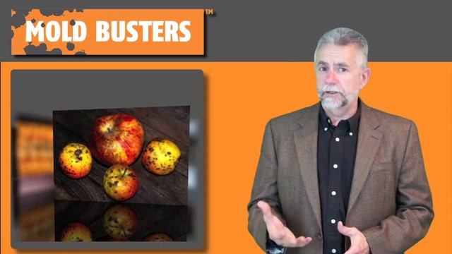 What Is Aspergillus?