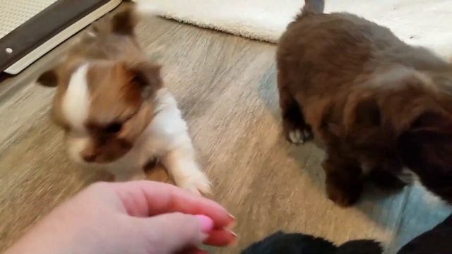 Five-week-old Mi-ki Puppies play with their Mom Truffle