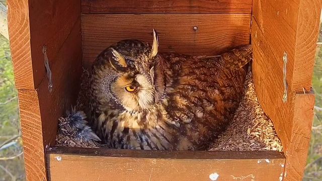 Unexpected Visitor & Mrs LEO’s Shocked Face🤩 | Long-eared Owls 03/14/23