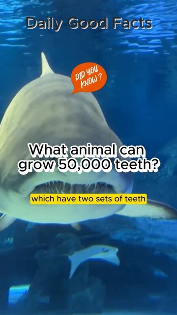 What animal can grow 50,000 teeth? #shorts #facts #shark #animals #teeth
