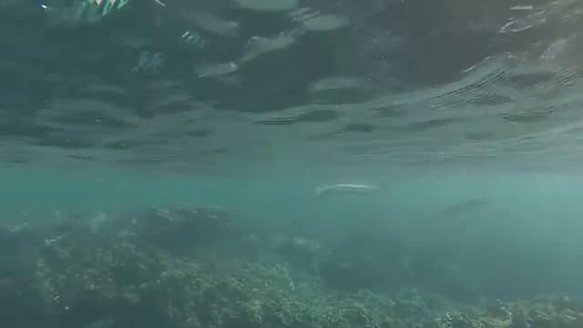 Roatan, West Bay barracuda, Oct. 2021