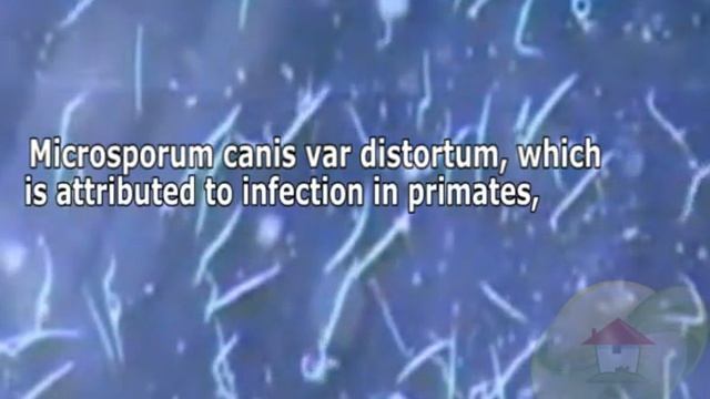 Microsporum sp