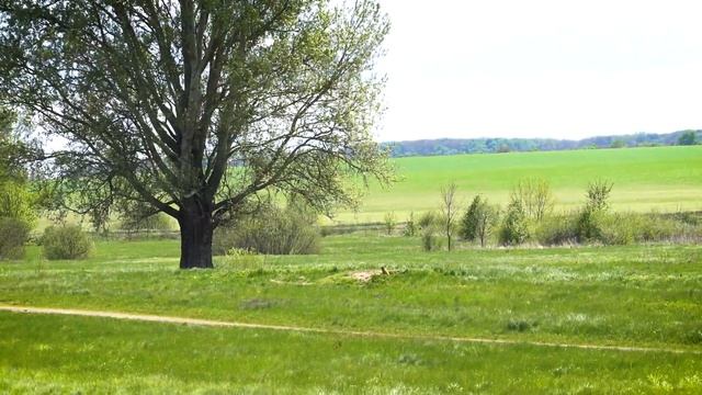 Бабаки Більського городища